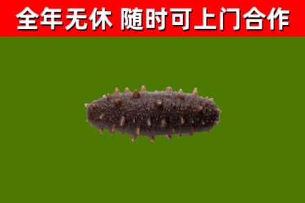 越秀烟酒回收干海参.jpg